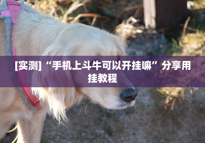 [实测]“手机上斗牛可以开挂嘛”分享用挂教程