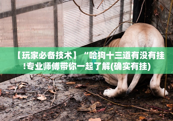 两分钟了解“微乐捉老麻子开挂神器教程”事实上真的有挂